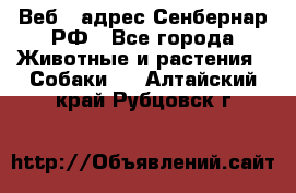 Веб – адрес Сенбернар.РФ - Все города Животные и растения » Собаки   . Алтайский край,Рубцовск г.